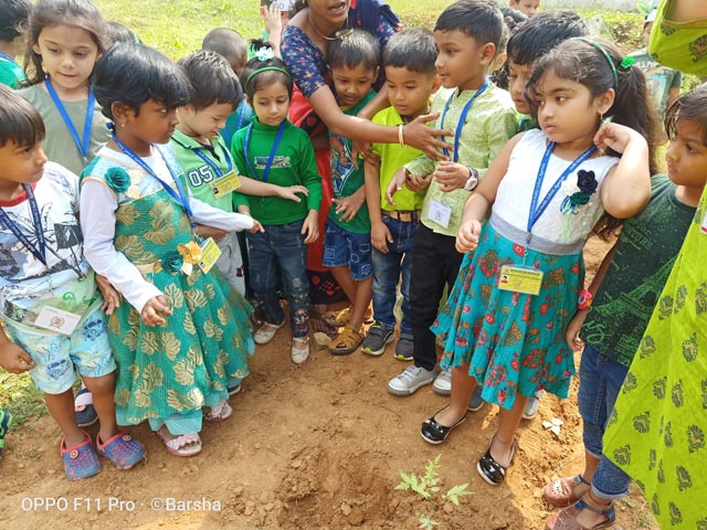 Plant a Sapling Activity