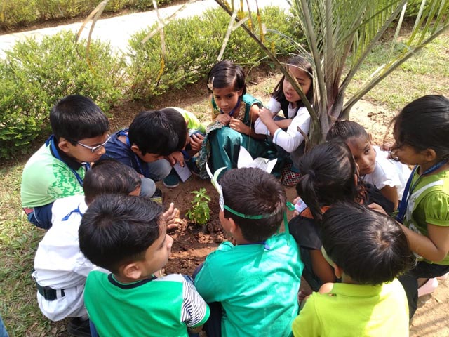 Plant a Sapling Activity