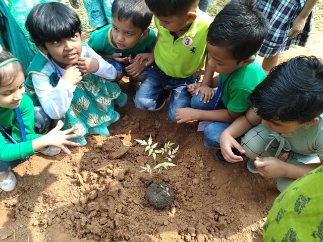 Plant a Sapling Activity