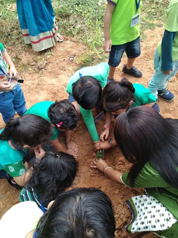 Plant a Sapling Activity